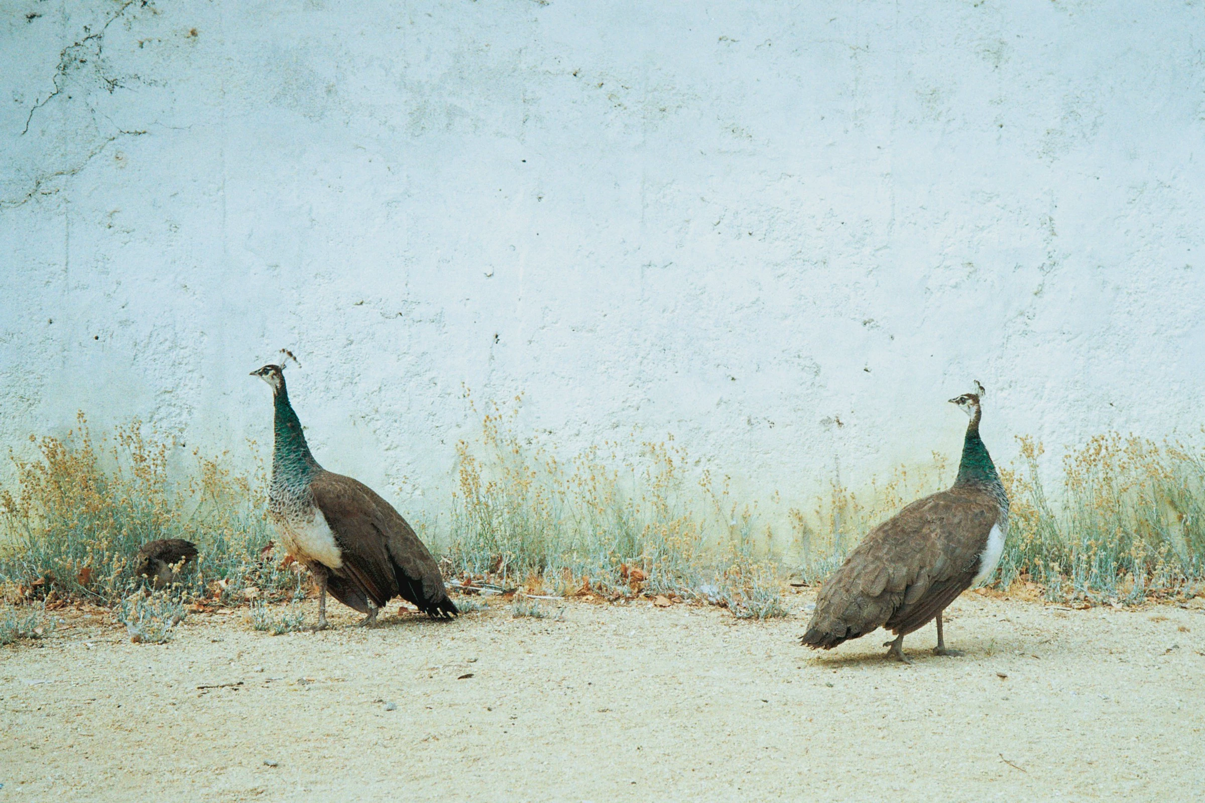 Two peahens stand by a whitewashed wall in the gardens of the Palácio de Cristal while their small chick forages in the dry summer grass at the left.