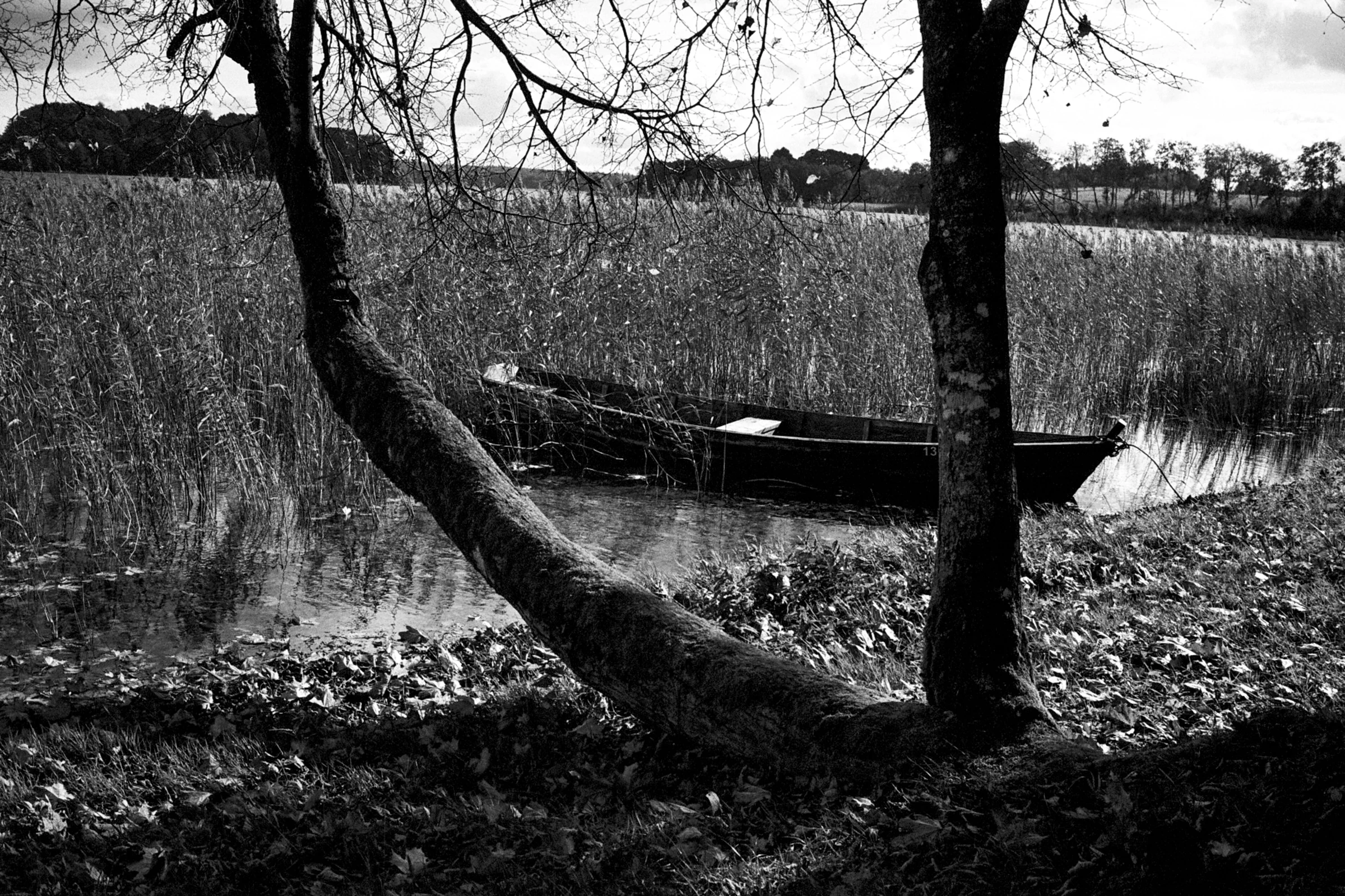 Black-and-white photo of a wooden rowboat moored among tall reeds at a lakeshore, seen between two tree trunks over a bank of fallen leaves.